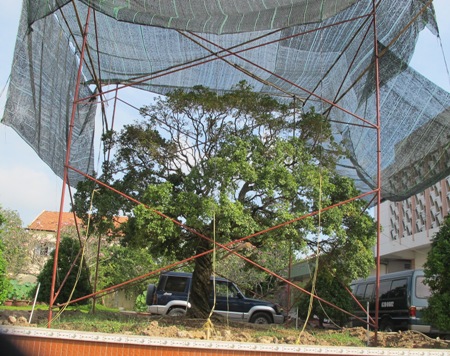 Hiện[-]cây[-]kiểng[-]nguyệt[-]quế[-]hơn[-]200[-]năm[-]đang[-]được[-]chăm[-]sóc[-]rất[-]cẩn[-]thận